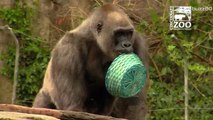 These Gorillas go hunting for Easter Eggs