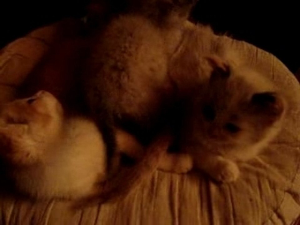repitichat juin 2007