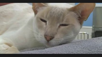 Royaume-Uni : Une chatte survit 8 jours dans un colis