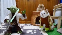 Büyük Jedi Üstadı Kedilere Karşı