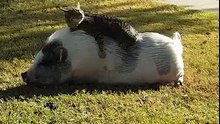 Friendship between Cat and Pig