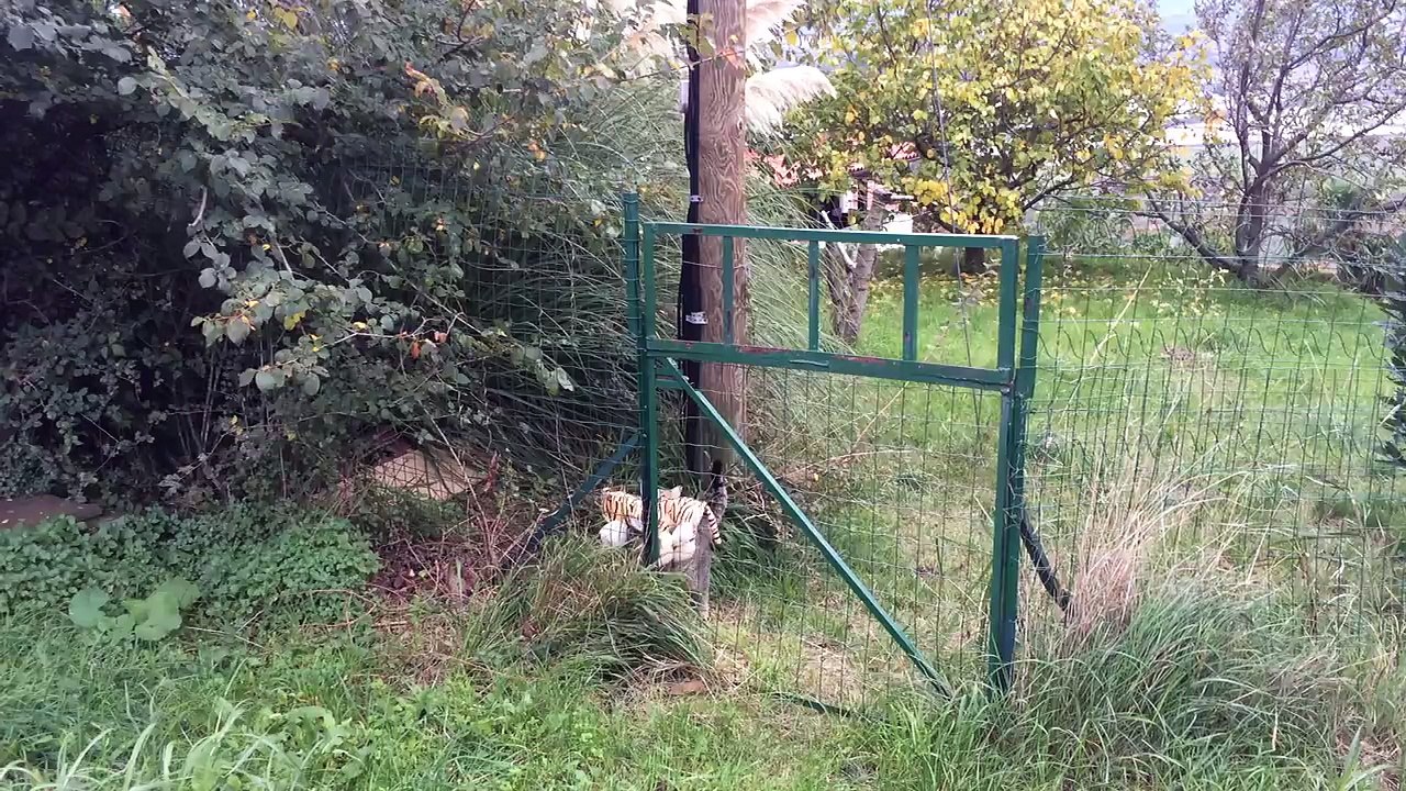 My cat went to the neighbours to borrow a tiger plush toy :)