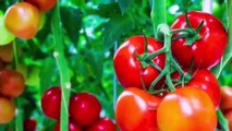 How Its Made Canned Tomatoes