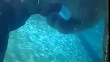 This polar bear has skills