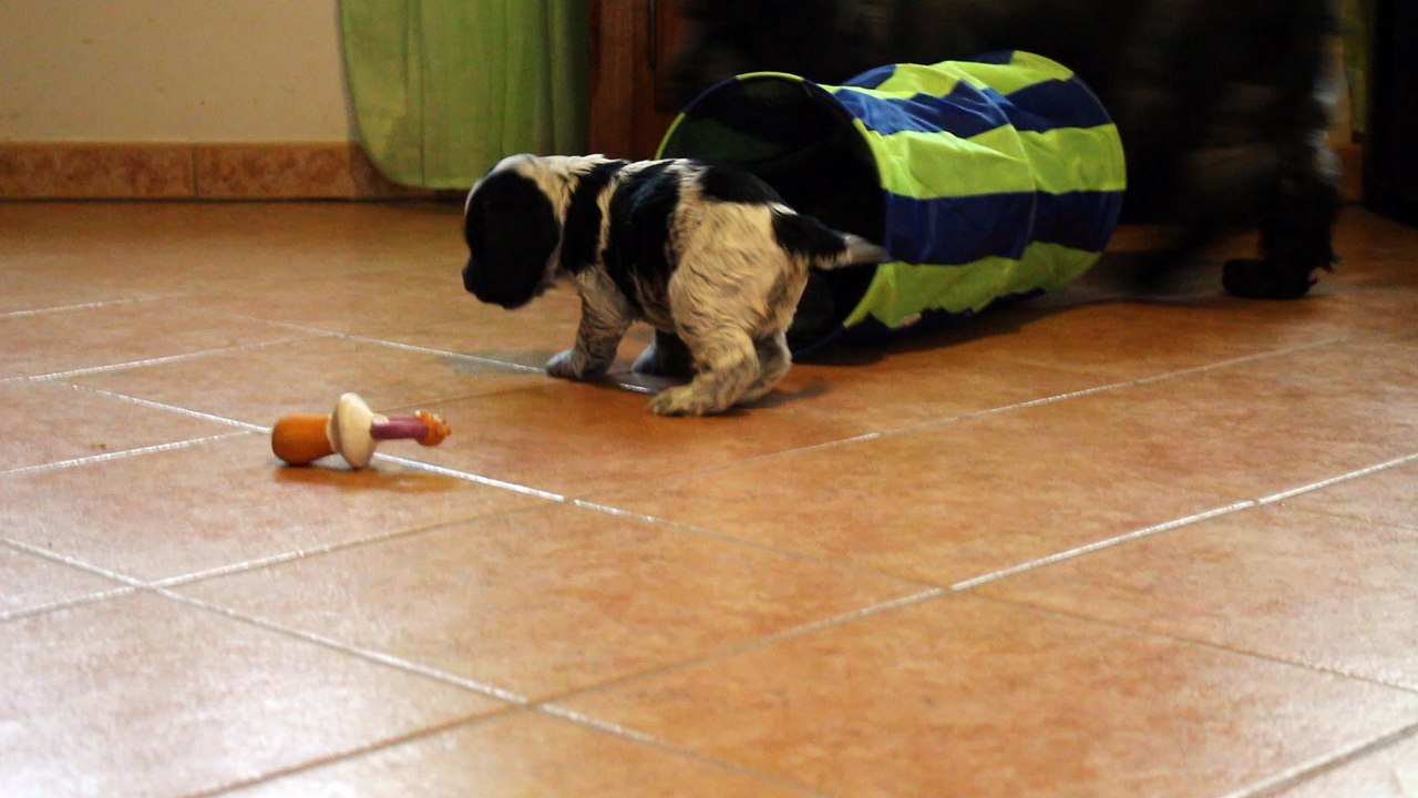 Manolito 2, 5 semaines