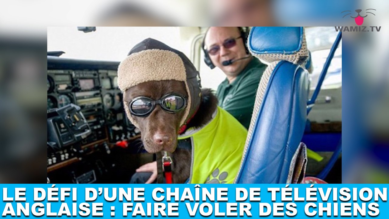 Le défi d'une chaîne de télévision anglaise : faire voler des chiens ! Plus d'infos dans la minute chien #172