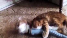 Funny Cat Plays With Vacuum