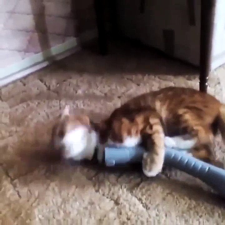 Funny Cat Plays With Vacuum