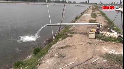 Đồng Tháp báo động tình trạng rải muối nuôi tôm nước mặn