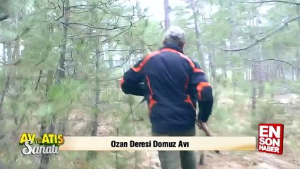 Domuz avcıya saldırdı