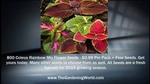 800 Coleus Blumei Rainbow Mix Flower Seeds - 99 Cents Per Pack   Free Seeds