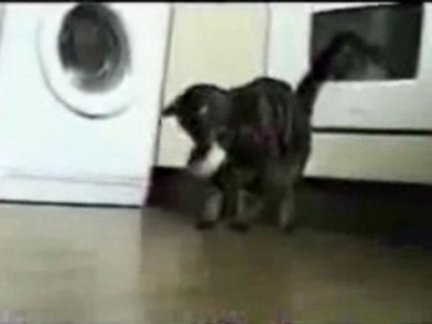 compile chats amusants