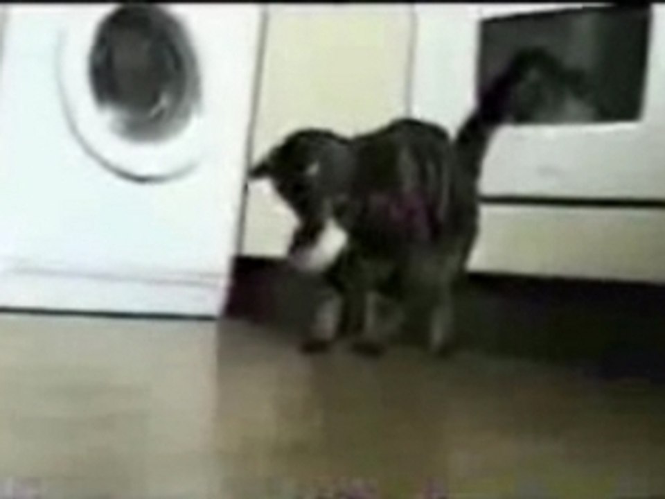 compile chats amusants