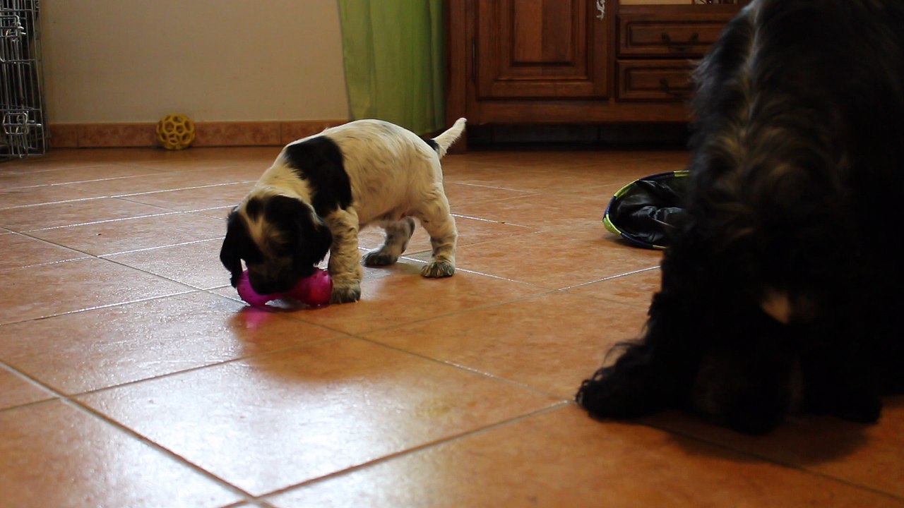 Manolita 2, 5 semaines