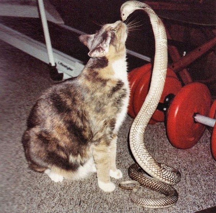 Snake Spreads Fun