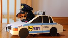 Whoop-Whoop it's the sound of the Police!
