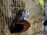 Baby Budgies/Parakeets
