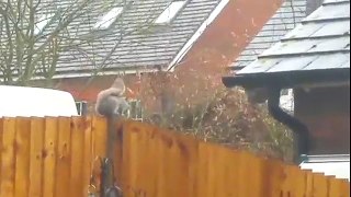 Brave Squirrel desperately tries to fight through Storm Katie