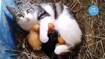 Cat adopted Ducklings - must watch