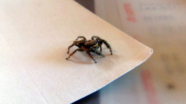 Une araignée qui réagit comme un chat face à un pointeur laser