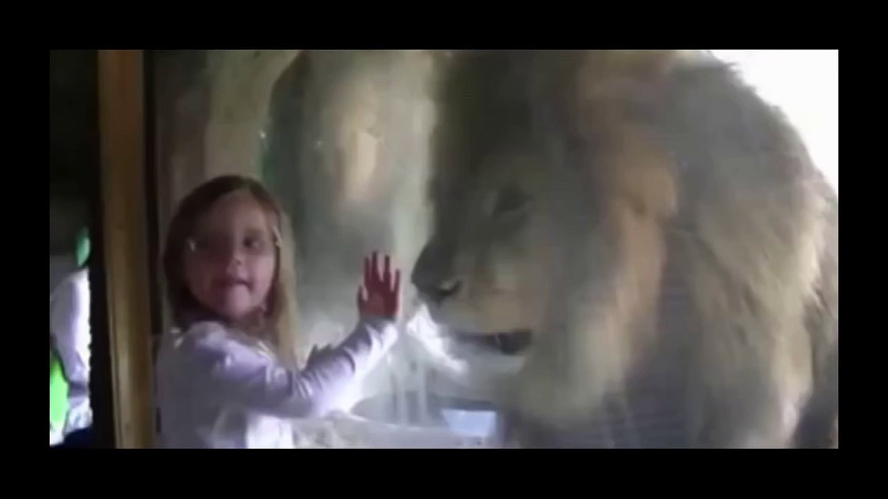 Ce lion n'apprécie pas les bisous que lui envoie cette fillette. Réaction énorme