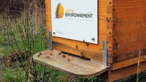 Visite de printemps de la ruche Actu-Environnement