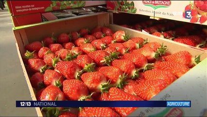 Agriculture : la fraise gariguette est en avance