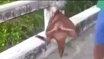 Amazing Fish With Legs Caught - Unbelievable-Top Funny Videos-Top Prank Videos-Top Vines Videos-Viral Video-Funny Fails