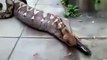 OMG !Anaconda Swallows Alive-Top Funny Videos-Top Prank Videos-Top Vines Videos-Viral Video-Funny Fails