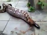 OMG !Anaconda Swallows Alive-Top Funny Videos-Top Prank Videos-Top Vines Videos-Viral Video-Funny Fails
