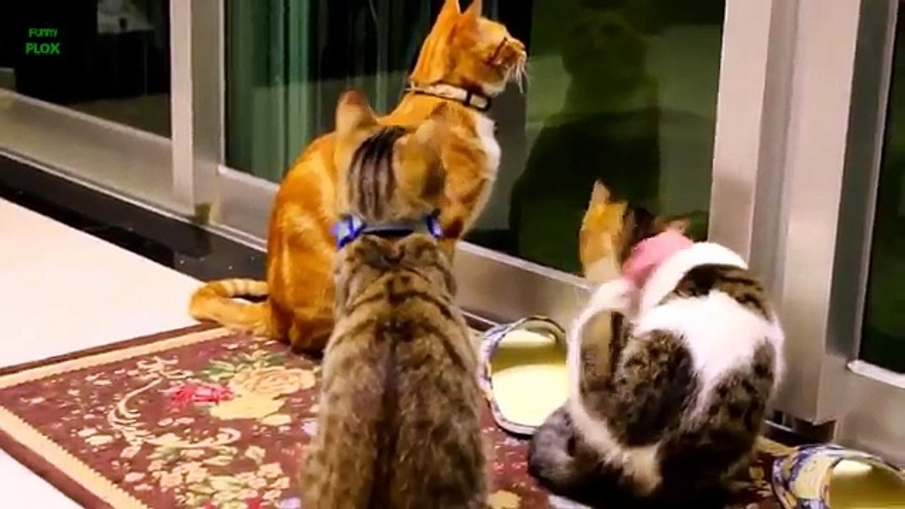 Funny Cats and Kittens Meowing Compilation 2014