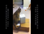 Viral Funny Pet Video - Cats Battle Over The Box