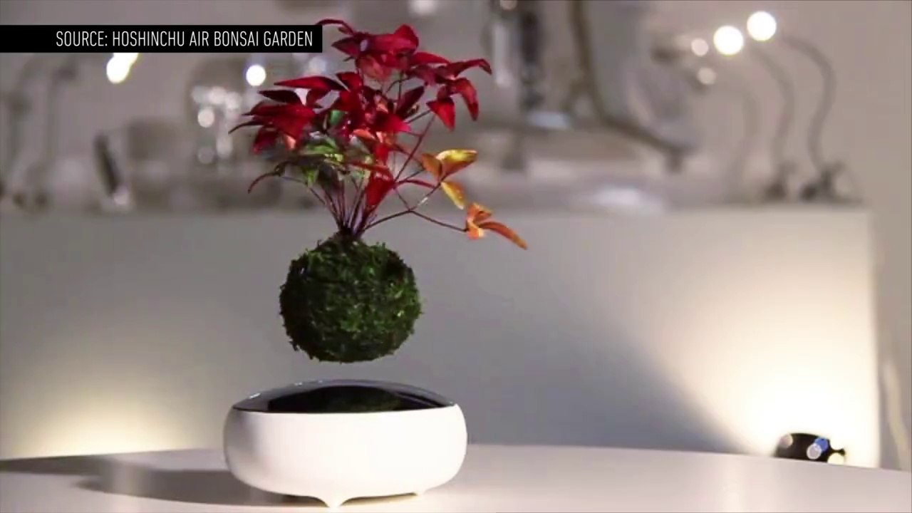 Watch This Tiny Bonsai Tree Float in Midair