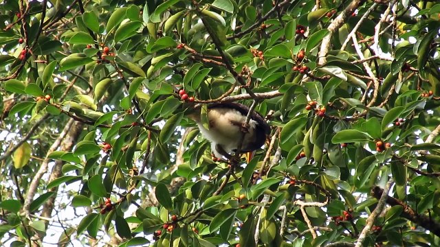 Ivory-Like 'Helmets' Are Driving These Birds to Extinction