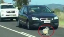 Şaşkın koala trafiği felç etti