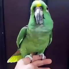 Parrot Khuda k Zikar karte Hoye