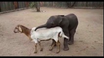 Baby elephant VS Sheep Love Story-Top Funny Videos-Top Prank Videos-Top Vines Videos-Viral Video-Funny Fails