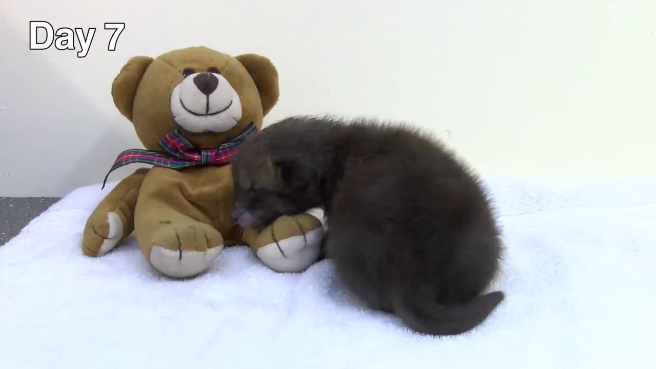 Les 35 premiers jours d'un bébé renard