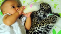 Un bébé jaguar boit son biberon avec une petite fille