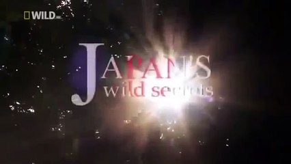 Japan wildlife Nature documentary films HD88