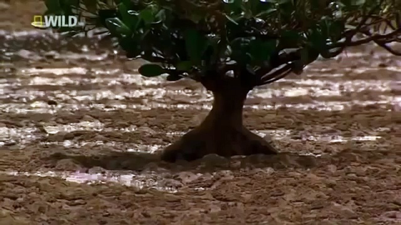 Japan wildlife Nature documentary films HD27