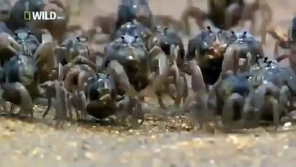 Japan wildlife Nature documentary films HD28