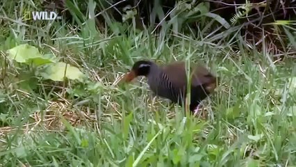 Japan wildlife Nature documentary films HD38