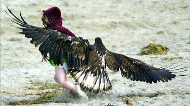 Орёл чуть не унёс ребенка. Жесть смотреть всем