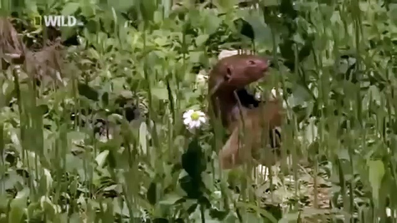 Japan wildlife Nature documentary films HD41