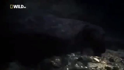 Japan wildlife Nature documentary films HD54