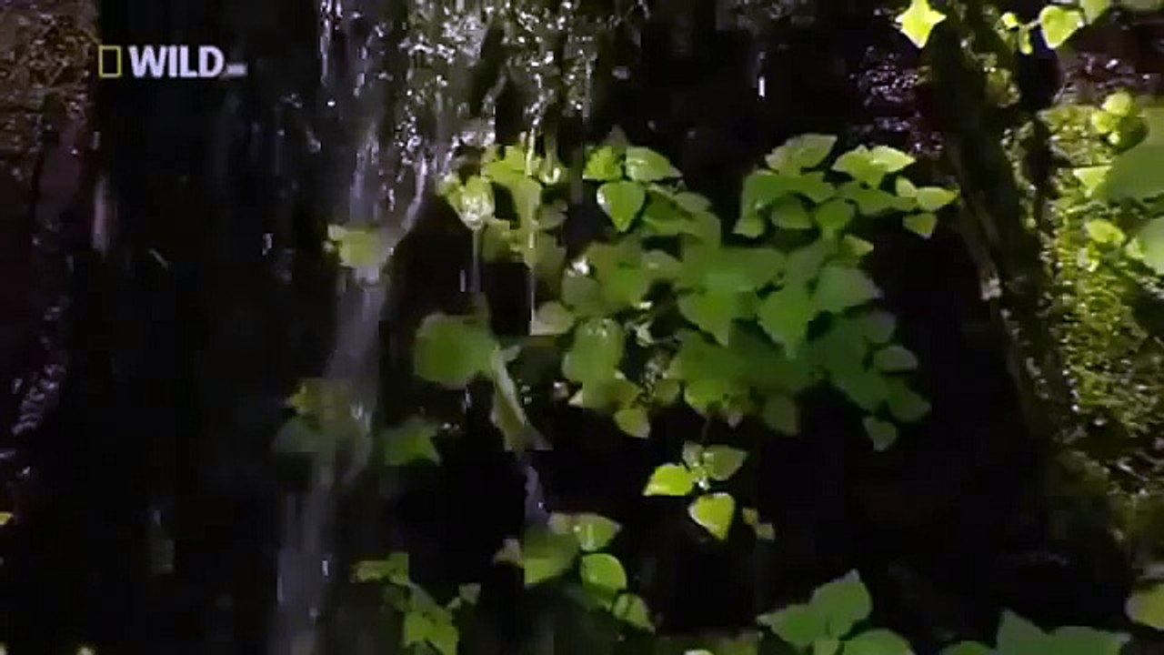 Japan wildlife Nature documentary films HD64
