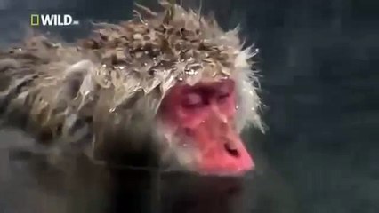 Japan wildlife Nature documentary films HD68
