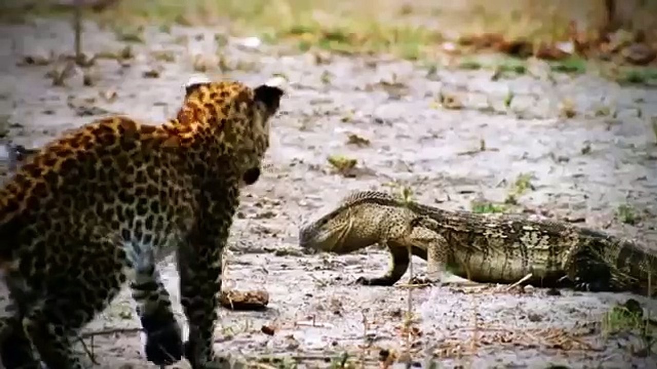 Japan wildlife Nature documentary films HD92