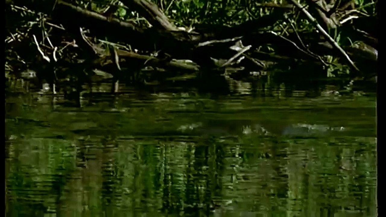 Journey into Amazonia documentary21